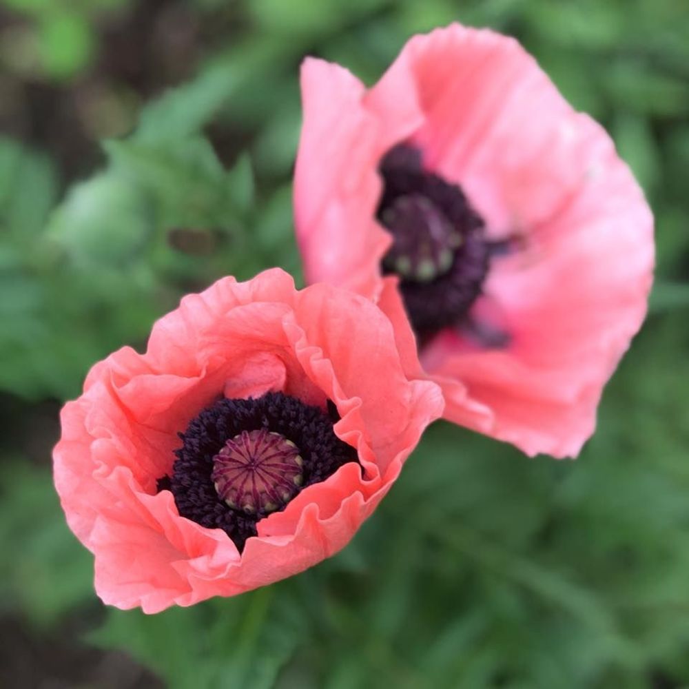 Meet your Posher, Jane